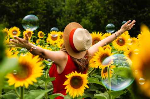 woman wearing straw hat standing in bed of sunflowers